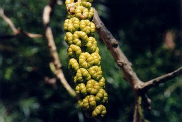 Ombu tree Edible Plant