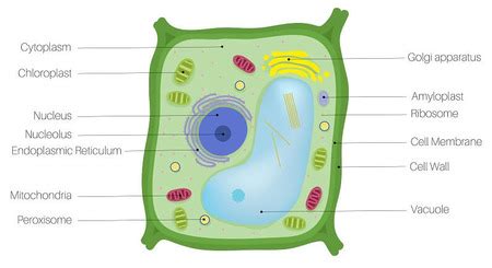 Draw a diagram of each of the following cells: a bacteria cell, an animal cell, and a plant cell ...