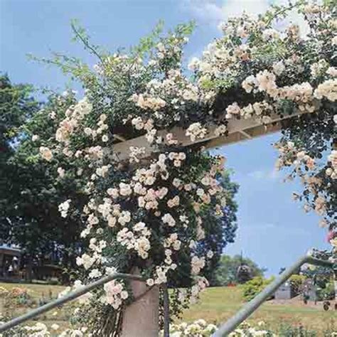 New Dawn Climbing Rose, Shade Tolerant Roses: Edmunds' Roses