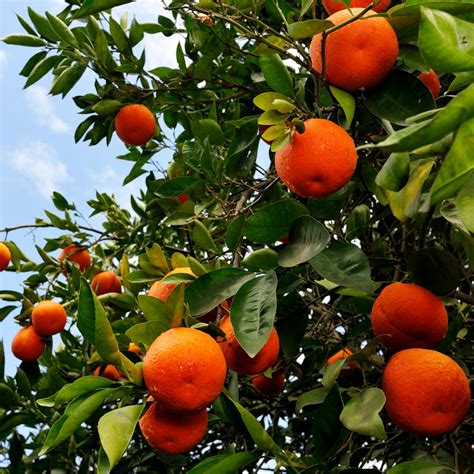 Minneola Tangelo Trees for Sale | BrighterBlooms.com