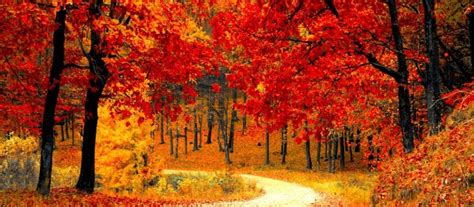 4 Most Scenic Roads for Fall Foliage | Magellan Jets