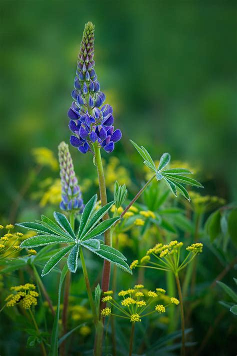 Dew Drops on Flowers Photograph by Darylann Leonard Photography - Fine Art America