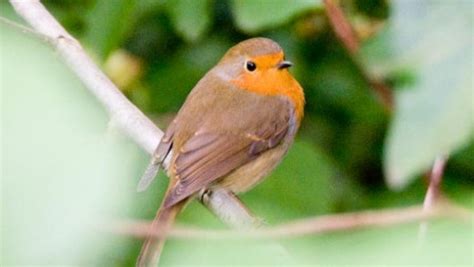 Amazing Facts about Robins | OneKindPlanet Animal Education & Facts