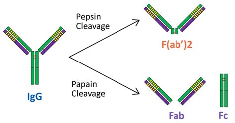 Antibody Fragmentation, Custom Antibody Fragmentation Services ...