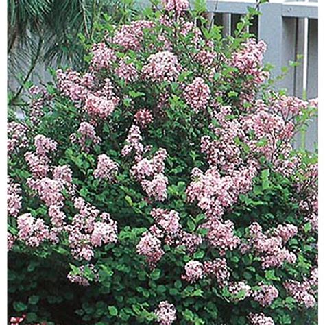 Shop 2-Gallon Lavender Dwarf Korean Lilac Flowering Shrub (L1436) at Lowes.com