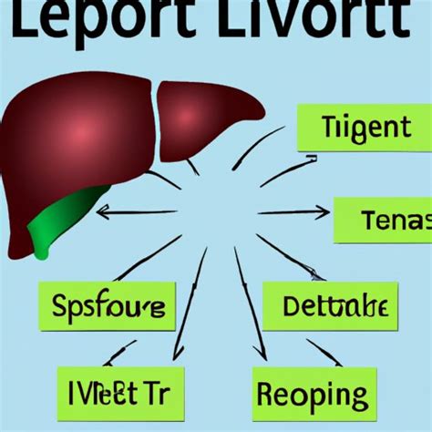 How Does a Liver Transplant Work? Exploring the Steps, Risks & Benefits - The Enlightened Mindset