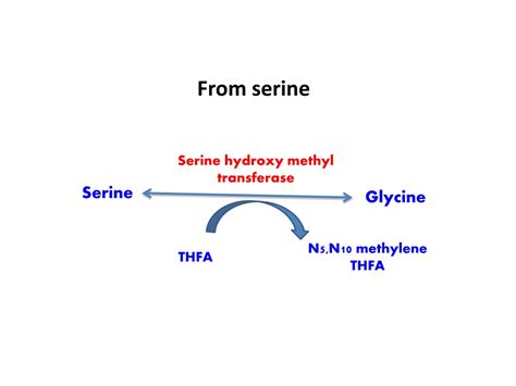 PPT - Metabolism of Glycine PowerPoint Presentation, free download - ID:9601679