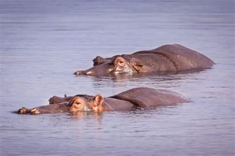 Can Hippos Swim? How Do They Move Through Water?