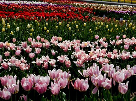 Pin on 12th Annual Holland America Bulb Farms TULIP FESTIVAL