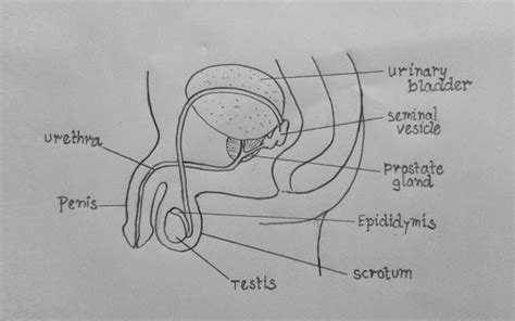 Human Male Reproductive System Diagram : Reproductive System Male Diagram | Boddeswasusi