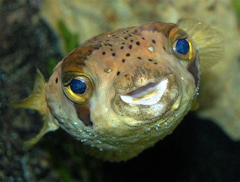 Smiling Pufferfish | Water animals, Animals, Fish pet