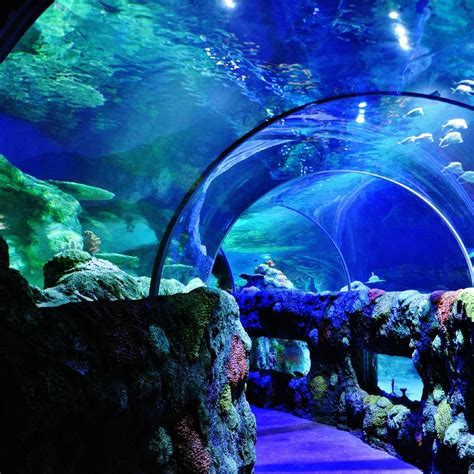 SEA LIFE Charlotte-Concord Aquarium - 2021 All You Need to Know BEFORE You Go (with Photos ...