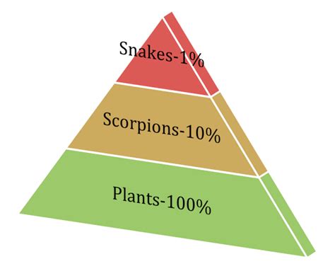 Energy Pyramid - Desert Biome