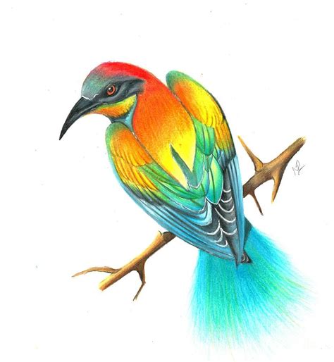 Bird Of Paradise Drawing Drawing by Natasha Lovell - Fine Art America