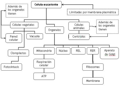 Mapa Conceptual De La CéLula Eucariota Y Procariota - rudiyah