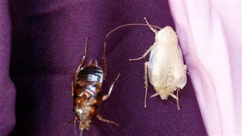 Molting Cockroach. Moult Stock Footage Video (100% Royalty-free) 1010032958 | Shutterstock