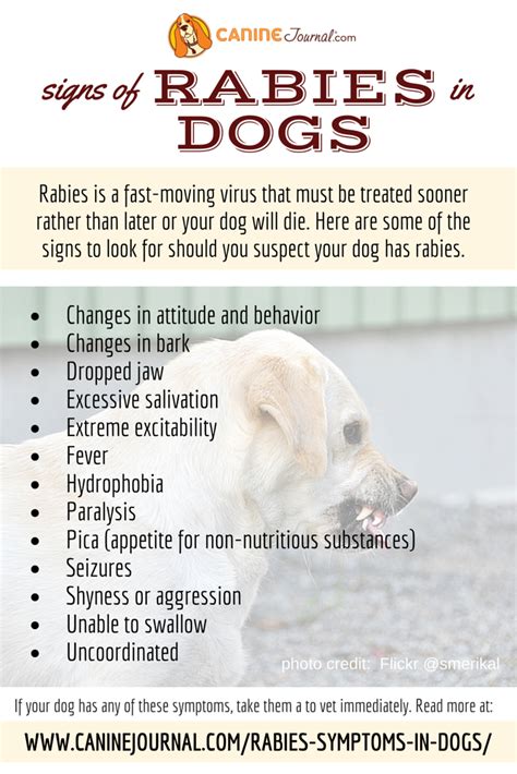 Rabies Symptoms In Dogs: Signs It's Time To See A Vet | Vet medicine ...