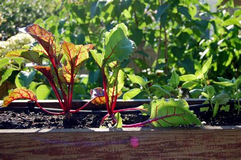 How to Prepare for a Fall Vegetable Garden