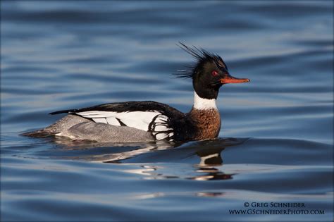 Red-Breasted Merganser (male)