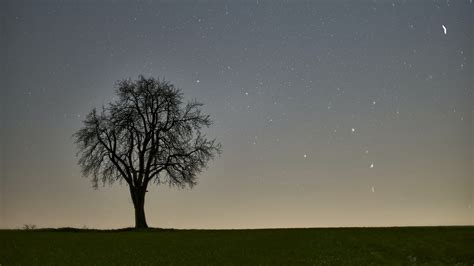 Download Field Star Sky Twilight Nature Tree 4k Ultra HD Wallpaper