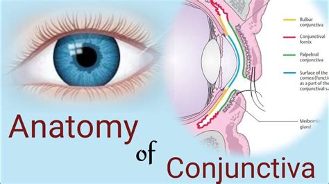 Conjunctiva Diagram