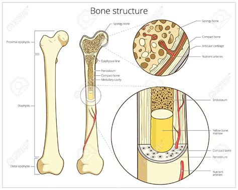 bone marrow clipart 20 free Cliparts | Download images on Clipground 2024