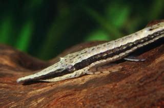 Farlowella curtirostra • Loricariidae • Cat-eLog | Fresh water fish tank, Plecostomus, Planted ...