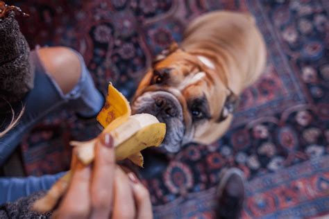 What to Feed Your Bulldog | Local Vets