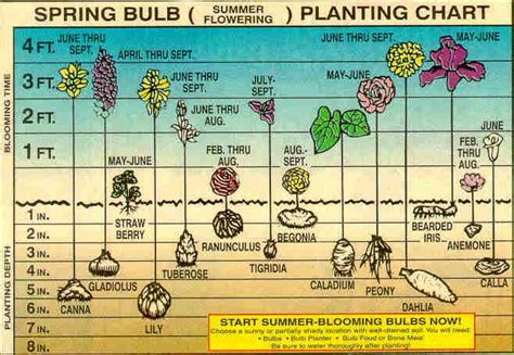 Professional Lawn Care, how to properly plant bulbs. | Planting bulbs ...