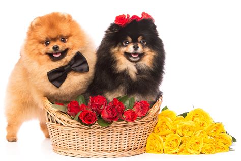 dog, Roses, Spitz, Two, Wicker, Basket, Bowknot, White, Background ...