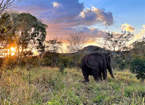 The Staff at Elephant Sanctuary Brazil Grows