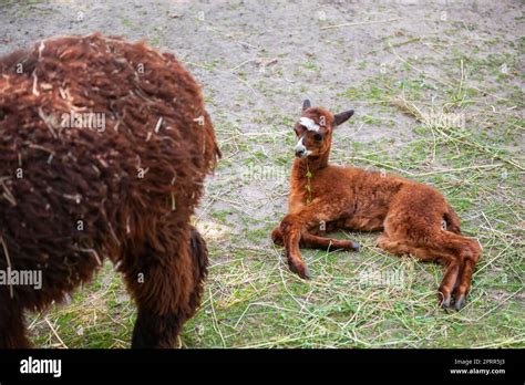 Huacaya alpaca in zoo on sunny day. Baby animal Stock Photo - Alamy