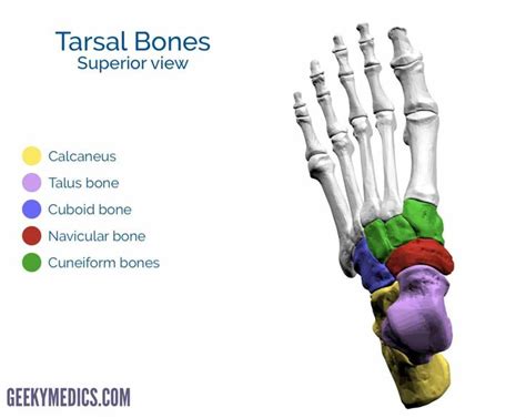 Bones of the Foot | Tarsal bones - Metatarsal bone | Geeky Medics ...