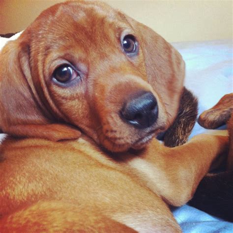 Redbone Coonhound Puppy I love getting this look :) | Coonhound puppy