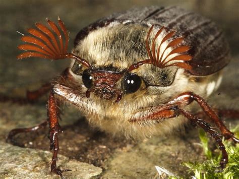 Cockchafer Beetle : r/awwnverts