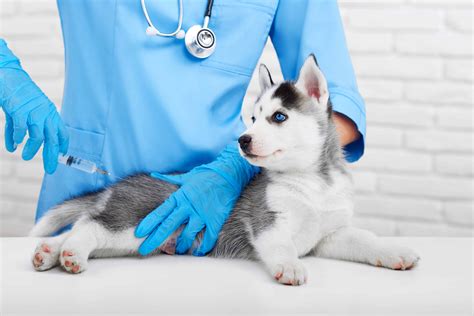 Dog Owner's Guide to DHLPP & DHPP Vaccination (DISTEMPER VACCINE)