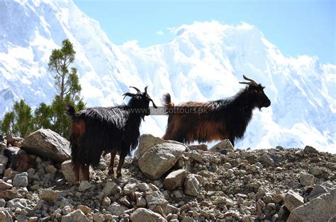 Batura Glacier Trek - Book Now - 2024-25 | Apricot Tours