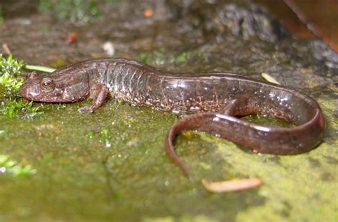 Northern Dusky Salamander Facts and Pictures