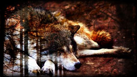 Autumn Wolf Wallpaper by EchoSixWolf on DeviantArt