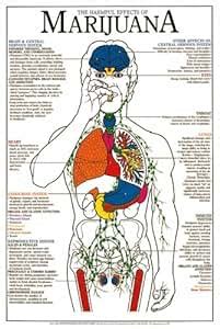 Amazon.com : Harmful Effects of Marijuana Chart : Classroom Pocket ...