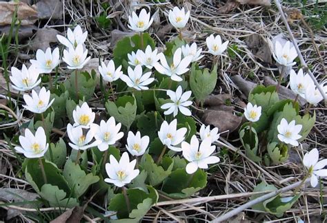 Native Canadian flowers for early spring