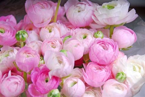 Ranunculus: How To Plant, Care and Grow Terrific Flowers