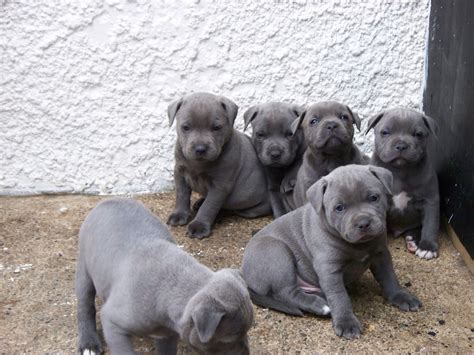 Staffordshire bull terrier breeders who have staffordshire bull ter… | Bull terrier puppy ...