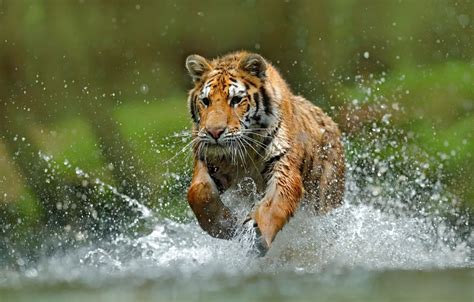 Wallpaper Hd Tiger Run | This Wallpapers