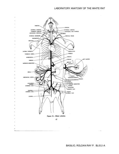 Laboratory Anatomy of the White Rat PDF