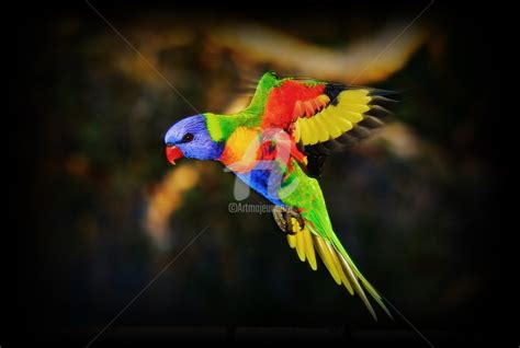 Rainbow Lorikeet In Flight, Photography by Ian Vernon | Artmajeur