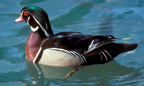 Duck — Texas Parks & Wildlife Department