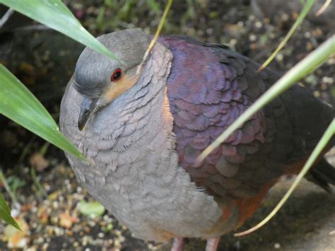 Bird ID? - San Diego Zoo Hummingbird Habitat - ZooChat