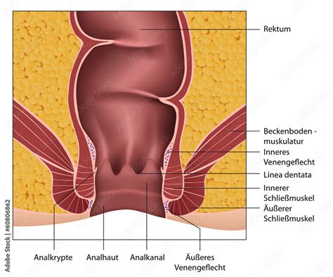 Anatomie Rektum - Analkanal, Erklärung deutsch Stock Vector | Adobe Stock