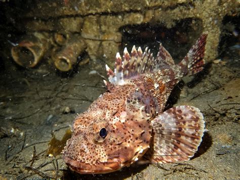 California Scorpionfish aka The Sculpin - Eco Dive Center :: LA's SCUBA Hub - Discount Gear ...